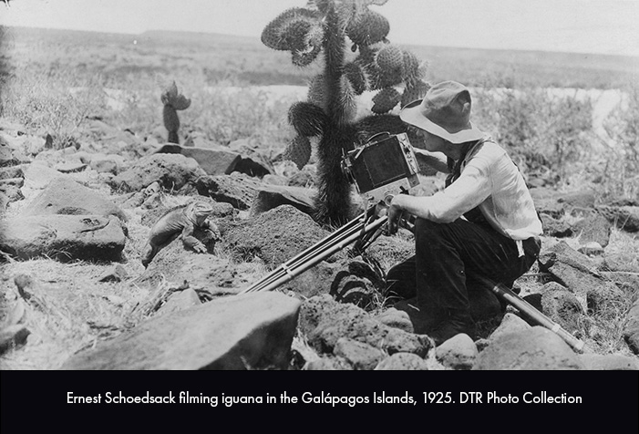 Ernest Schoedsack filming iguana in Galapagos Islands, 1925. DTR Photo Collection